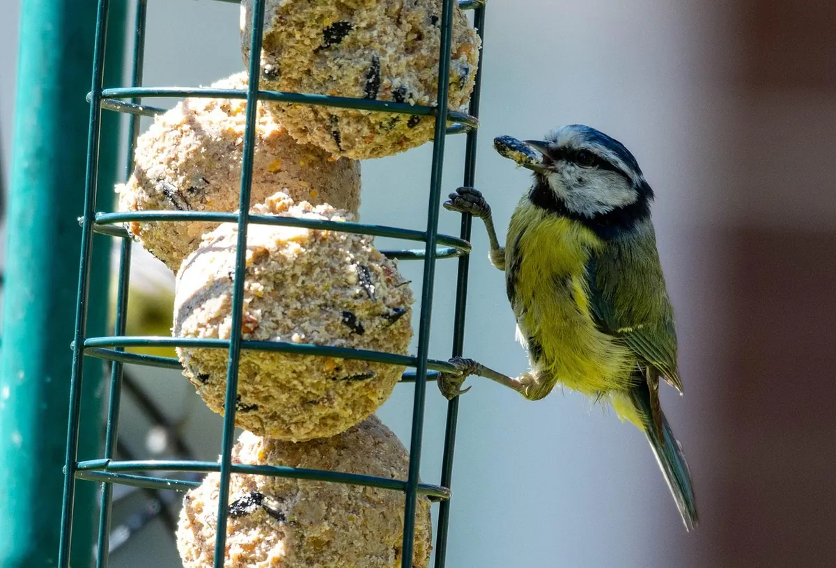 British Garden Bird Identification: A Beginner's Guide to 10 Common Species