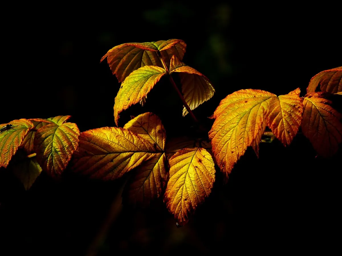 Why Do Leaves Change Colour in Autumn? A Simple Explainer for Curious Kids